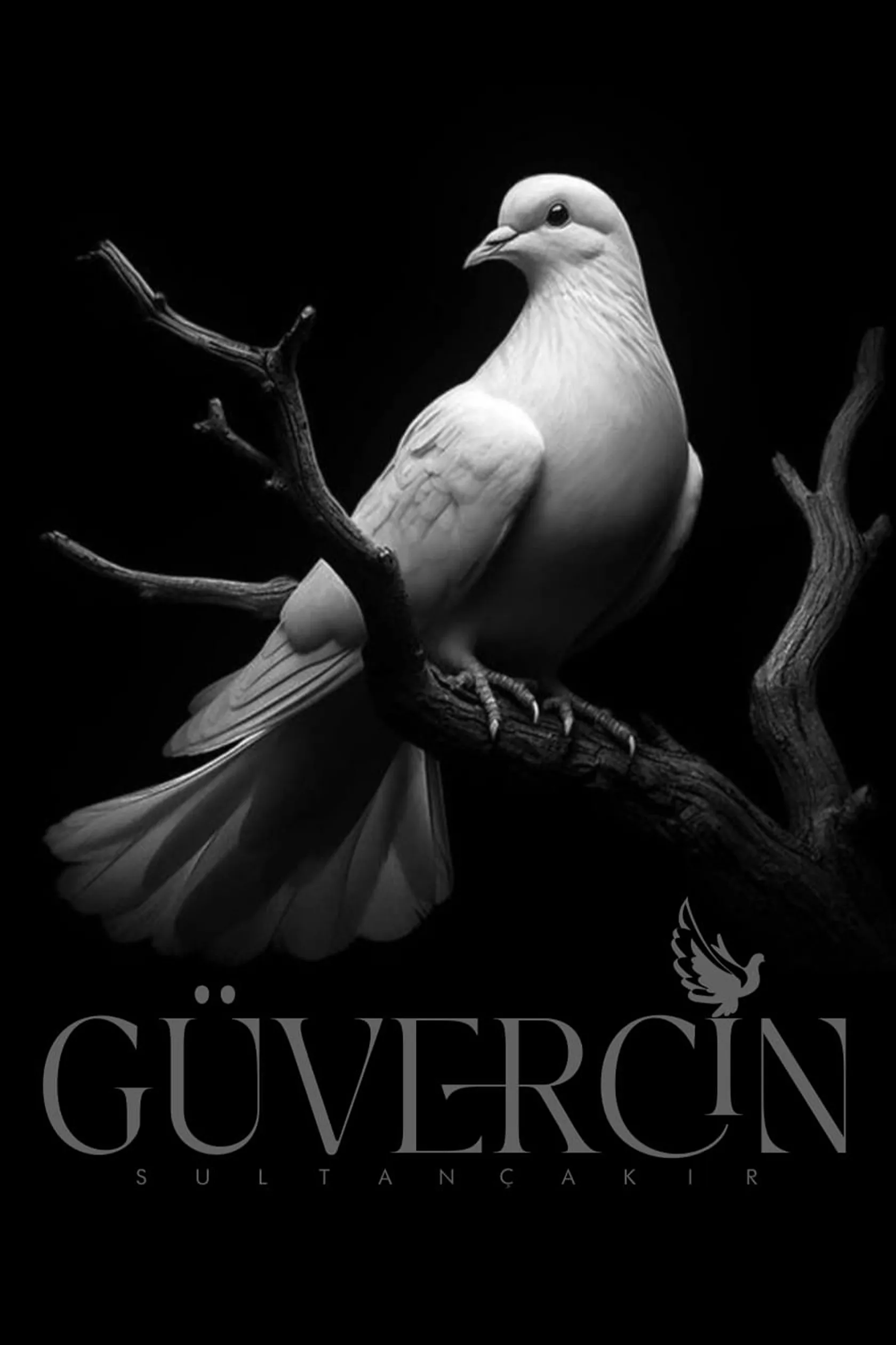 GÜVERCİN